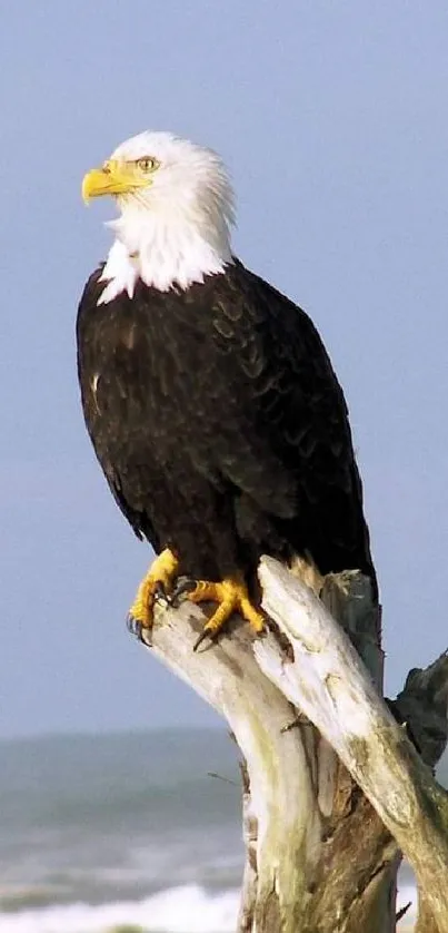 Majestic eagle perched on driftwood by the ocean with a serene sky.