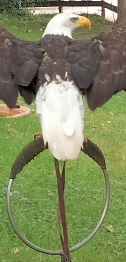 Bald eagle with outstretched wings on grass