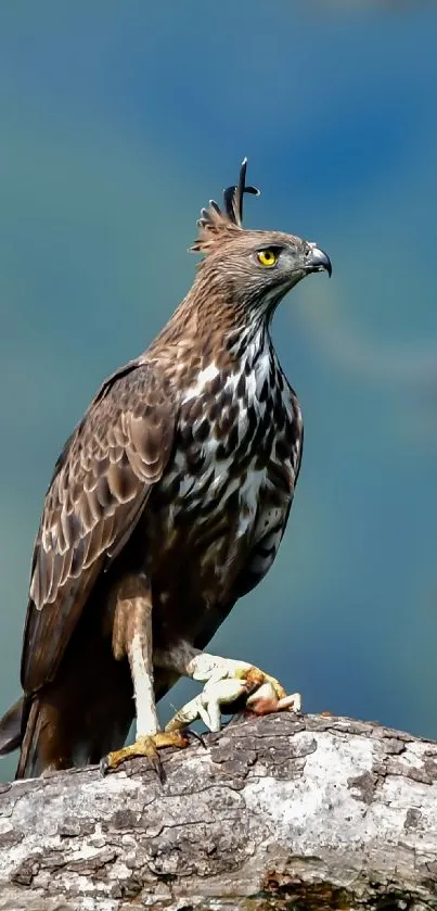 Eagle perched on rock with a blue sky background.