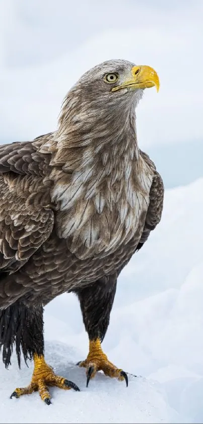 A majestic eagle stands on snowy ice with a focused gaze.