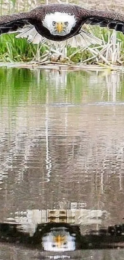 Majestic eagle gliding over a reflective water surface.