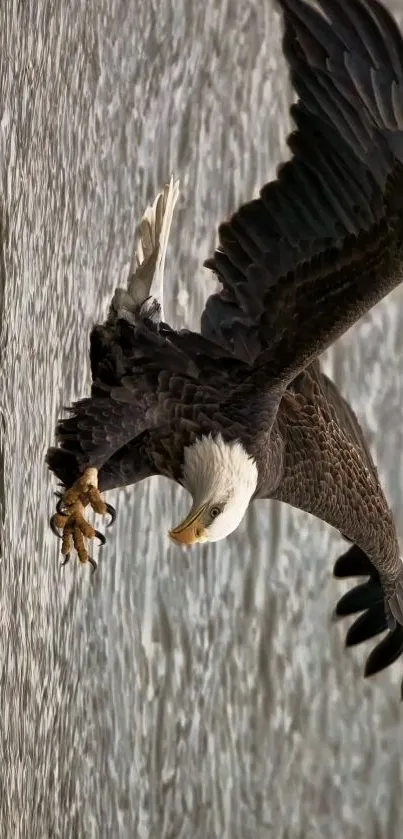 An eagle in mid-flight above shimmering water, showcasing majestic grace.