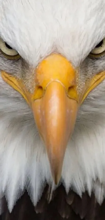 Close-up of a bald eagle's fierce and powerful gaze.