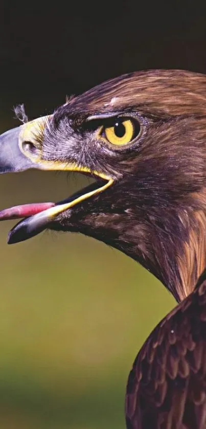 Close-up of a majestic eagle on a vibrant background.