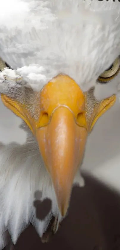 Bald eagle with piercing gaze, mobile wallpaper.