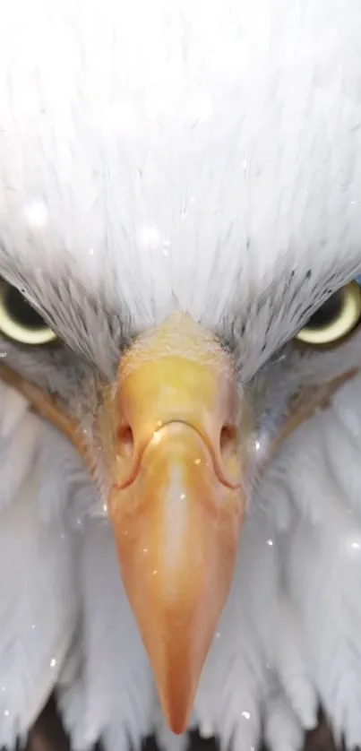 Close-up of a majestic eagle's face in a detailed phone wallpaper.