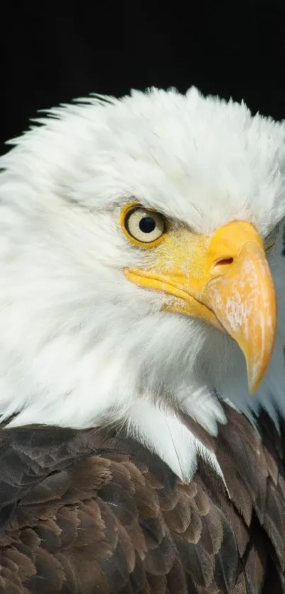 Close-up of a bald eagle with sharp yellow eyes and white plumage.