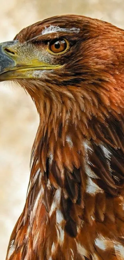 A close-up portrait of a majestic brown eagle with sharp details and vivid colors.