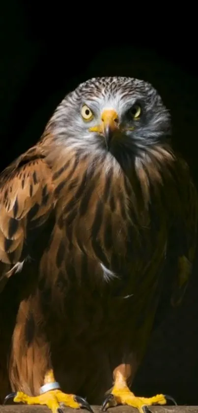 Majestic eagle with piercing eyes against dark background.