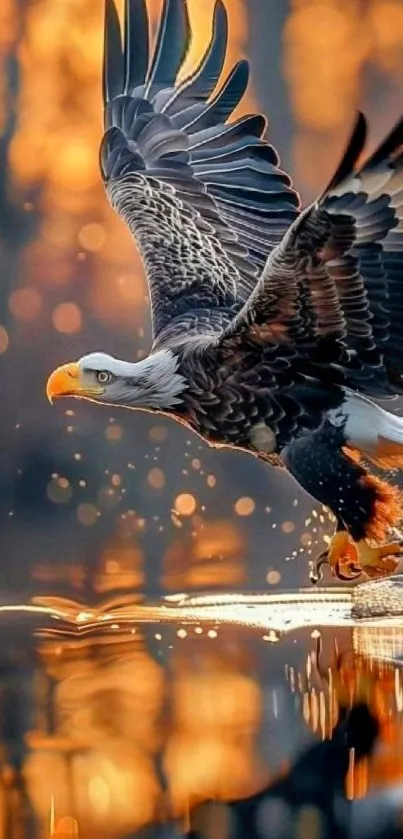 Eagle flying over water with reflection and warm bokeh background.