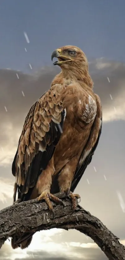 Majestic eagle perched with sky backdrop.