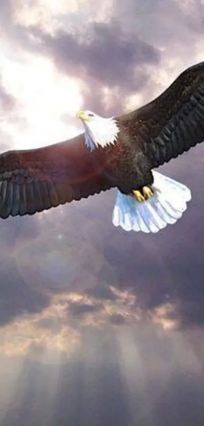 Majestic eagle soaring through cloudy sky with sun rays.