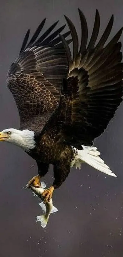 A majestic bald eagle soaring with a fish in its talons against a dark sky.