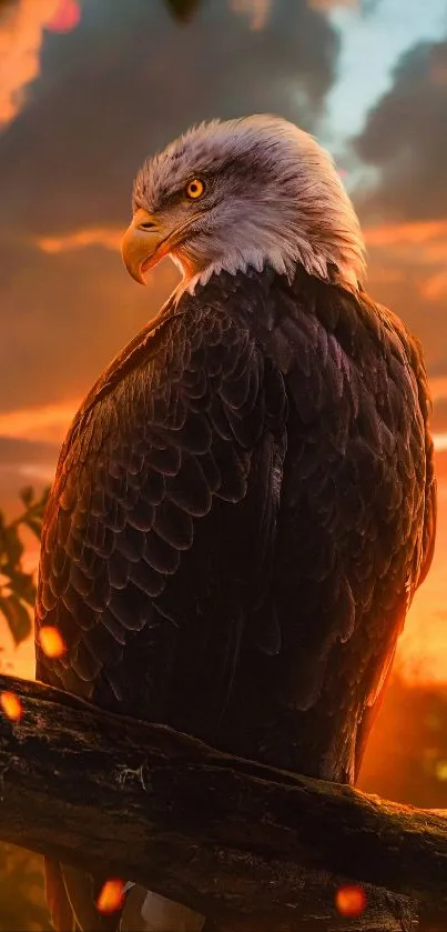 Majestic eagle perched with sunset sky background.