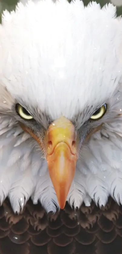 Close-up of a bald eagle with piercing eyes and detailed feathers.