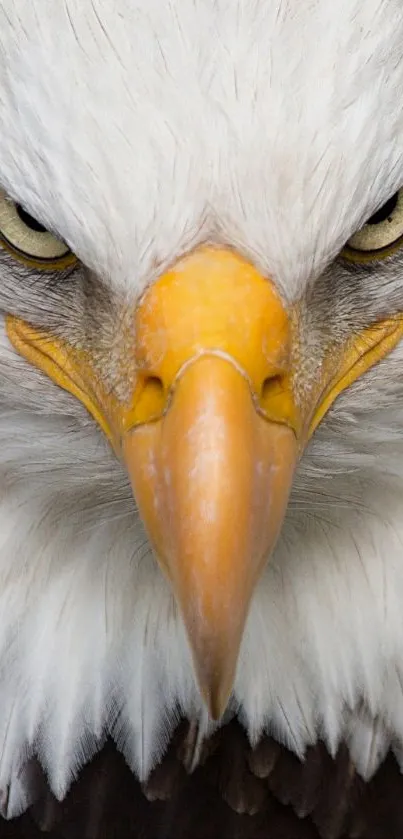 Majestic bald eagle close-up with piercing gaze.