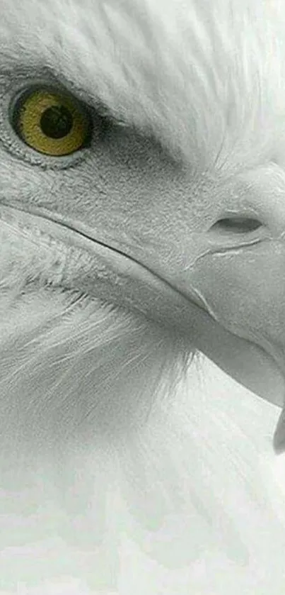 Close-up of a white eagle with yellow eyes, ideal for mobile wallpaper.