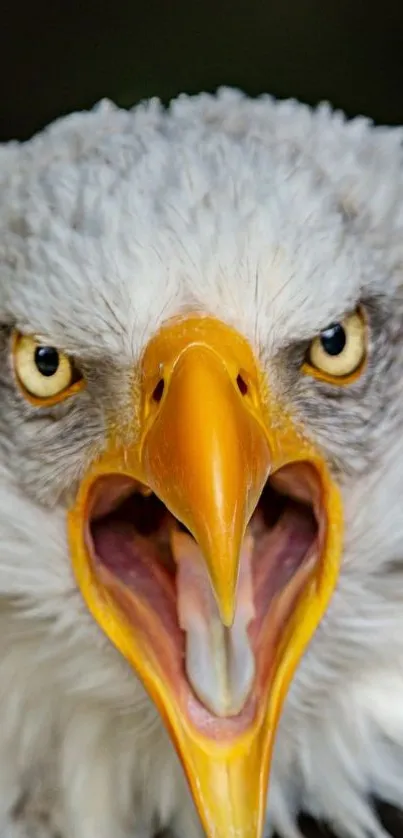 Close-up of a majestic eagle with an intense gaze and vibrant beak.