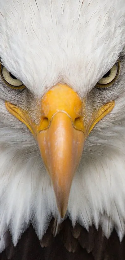 Close-up of a bald eagle staring intensely.