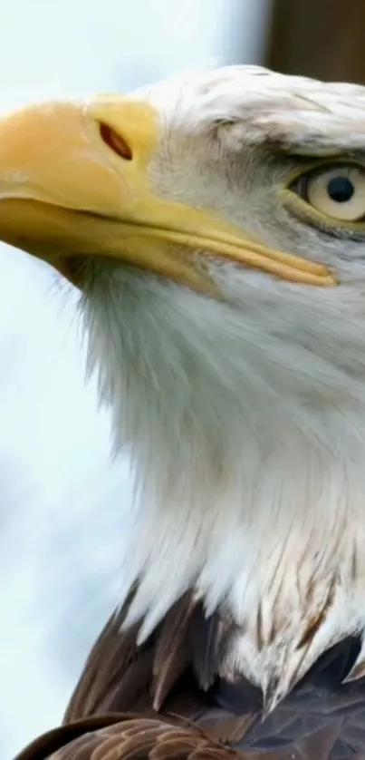 Close-up of a majestic eagle's face with fierce eyes and intricate feather details.