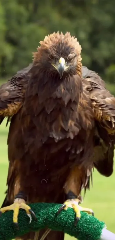 Mobile wallpaper of a majestic brown eagle perched.