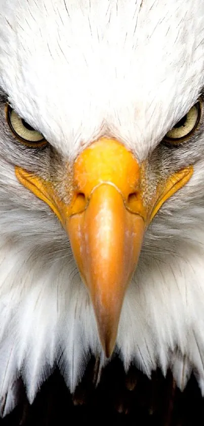 Close-up of a majestic eagle with piercing eyes and white feathers.