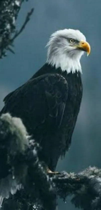 Majestic bald eagle perched on a branch in a serene, blue-grey setting.