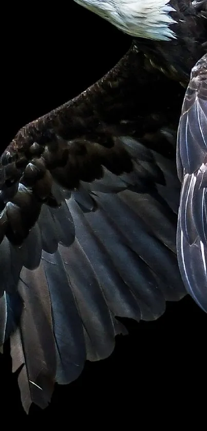 Close-up of eagle's wing against a dark backdrop.