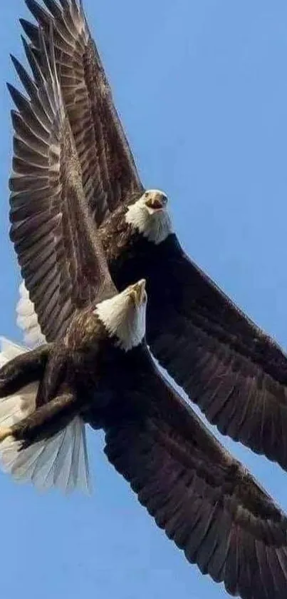 Two majestic bald eagles soaring in a clear blue sky.