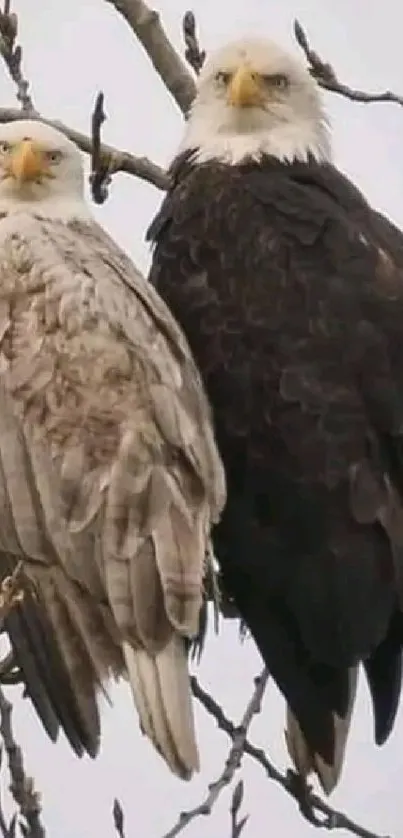 Two eagles perched on a tree branch against a gray sky.