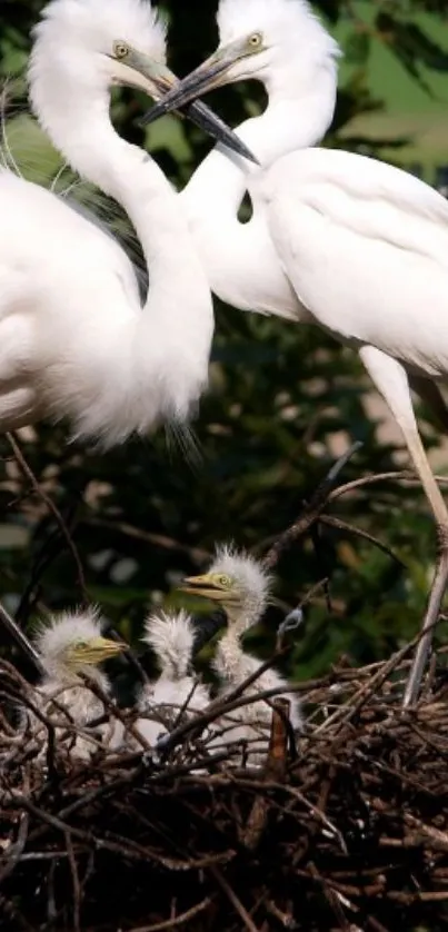 Two egrets with nestlings in a nest, showcasing nature's beauty.