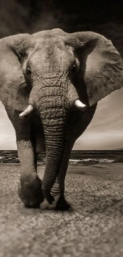 Sepia-toned elephant walking on a serene beach.