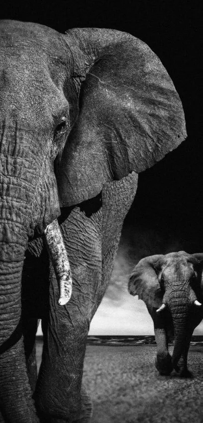 Black and white wallpaper of two majestic elephants on the savannah.