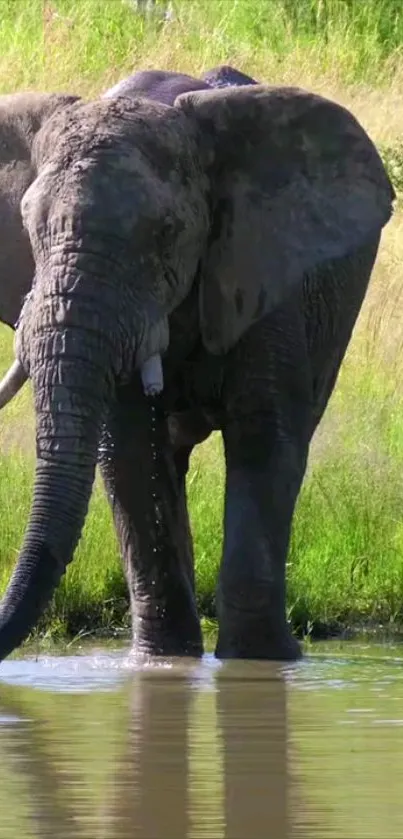 Majestic elephant standing by the river with lush greenery.