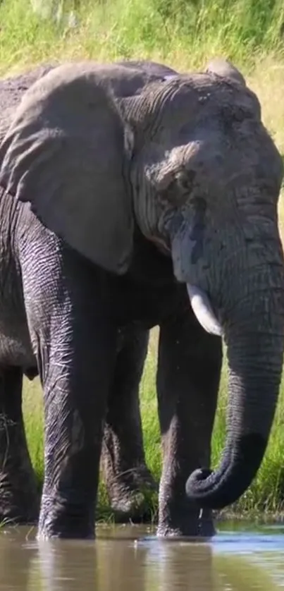 A majestic elephant by the water in a serene natural setting.