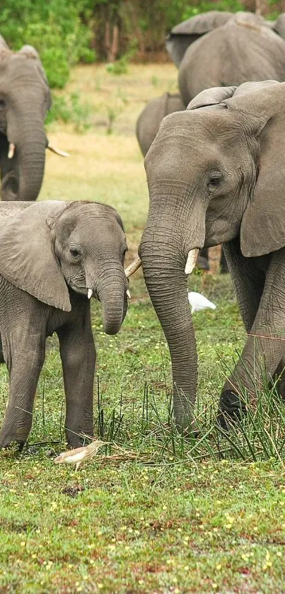 Elephant family in nature, showcasing wildlife beauty.