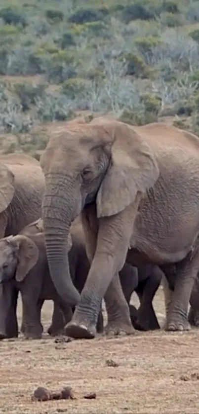 Elephant herd walking in a scenic natural habitat.