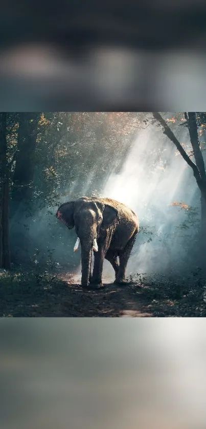 Elephant walking in a sunlit forest path with mist.