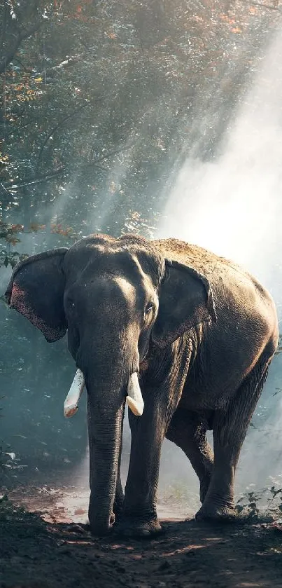 Elephant standing in sunlit forest clearing.