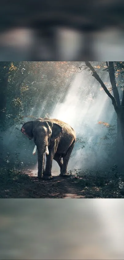 Elephant walking through sunlit forest path.