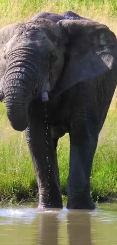 Majestic elephant standing in tranquil water in a green, lush setting.