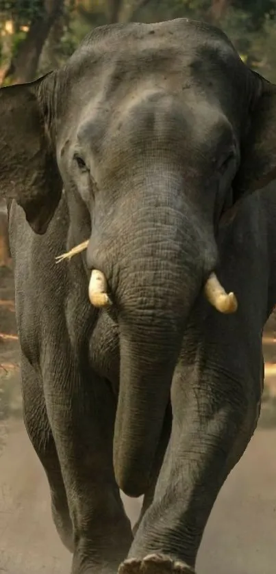 Majestic elephant walking in a forested path, captured in natural light.