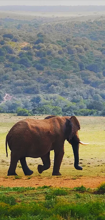 An elephant gracefully walking in a lush, green landscape under a clear sky.