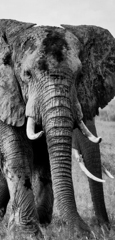 Black and white wallpaper featuring a majestic elephant in the savannah.