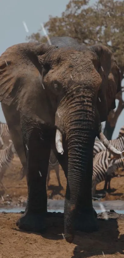 Elephant standing amidst zebras in the African savannah.