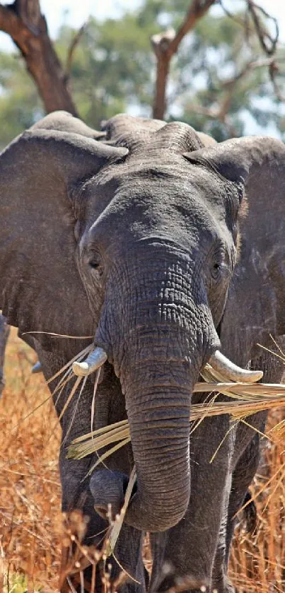 Close-up of an elephant in a natural wilderness setting.