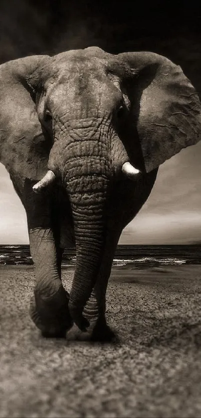 Monochrome elephant walking under dramatic cloudy sky.