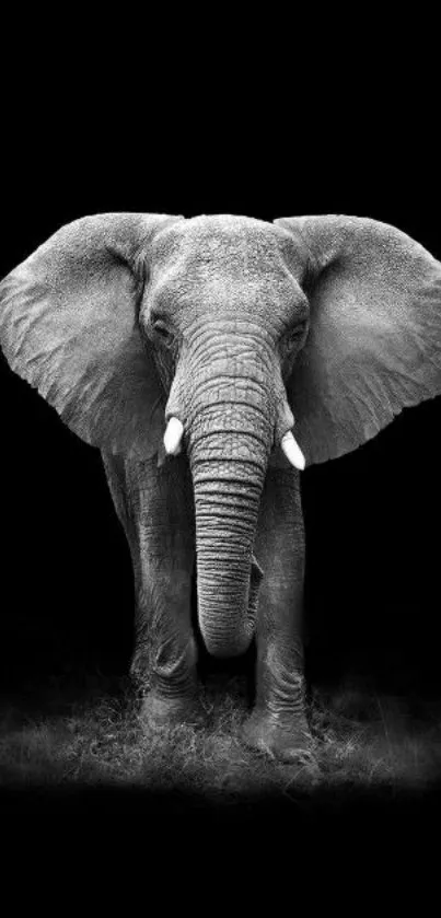 Black and white elephant on dark background wallpaper.