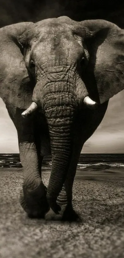 Majestic elephant walks along a quiet beach in sepia tones.