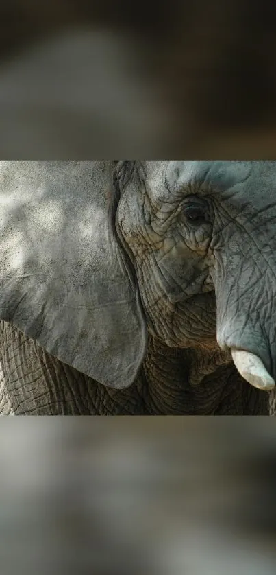 Close-up of a majestic elephant in natural setting.